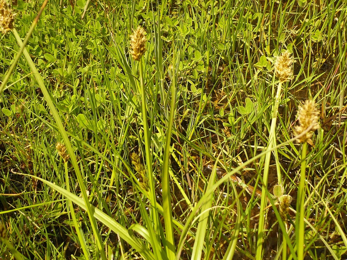 Carex otrubae (Cyperaceae)